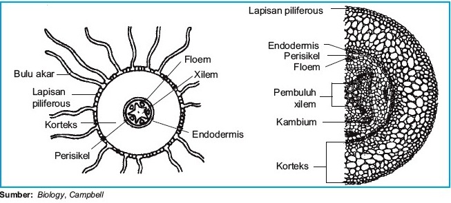 Detail Gambar Akar Tumbuhan Dikotil Dan Monokotil Nomer 12