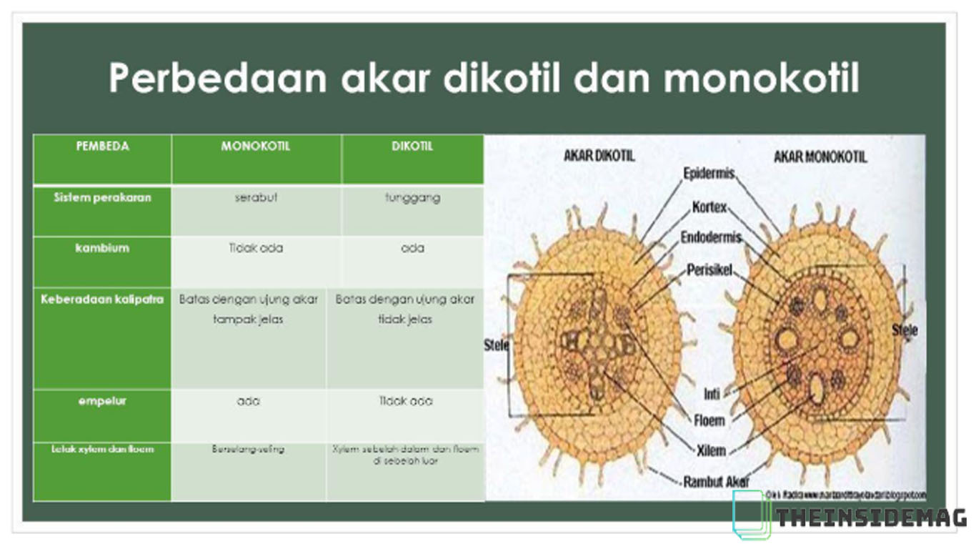 Detail Gambar Akar Tumbuhan Dikotil Dan Monokotil Nomer 14