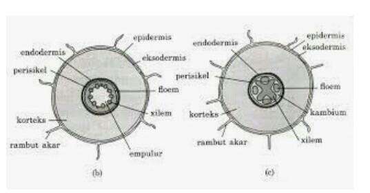 Detail Gambar Akar Tumbuhan Dikotil Dan Monokotil Nomer 16