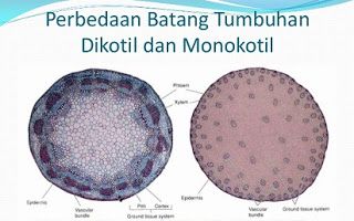 Detail Gambar Akar Tumbuhan Dikotil Dan Monokotil Nomer 21