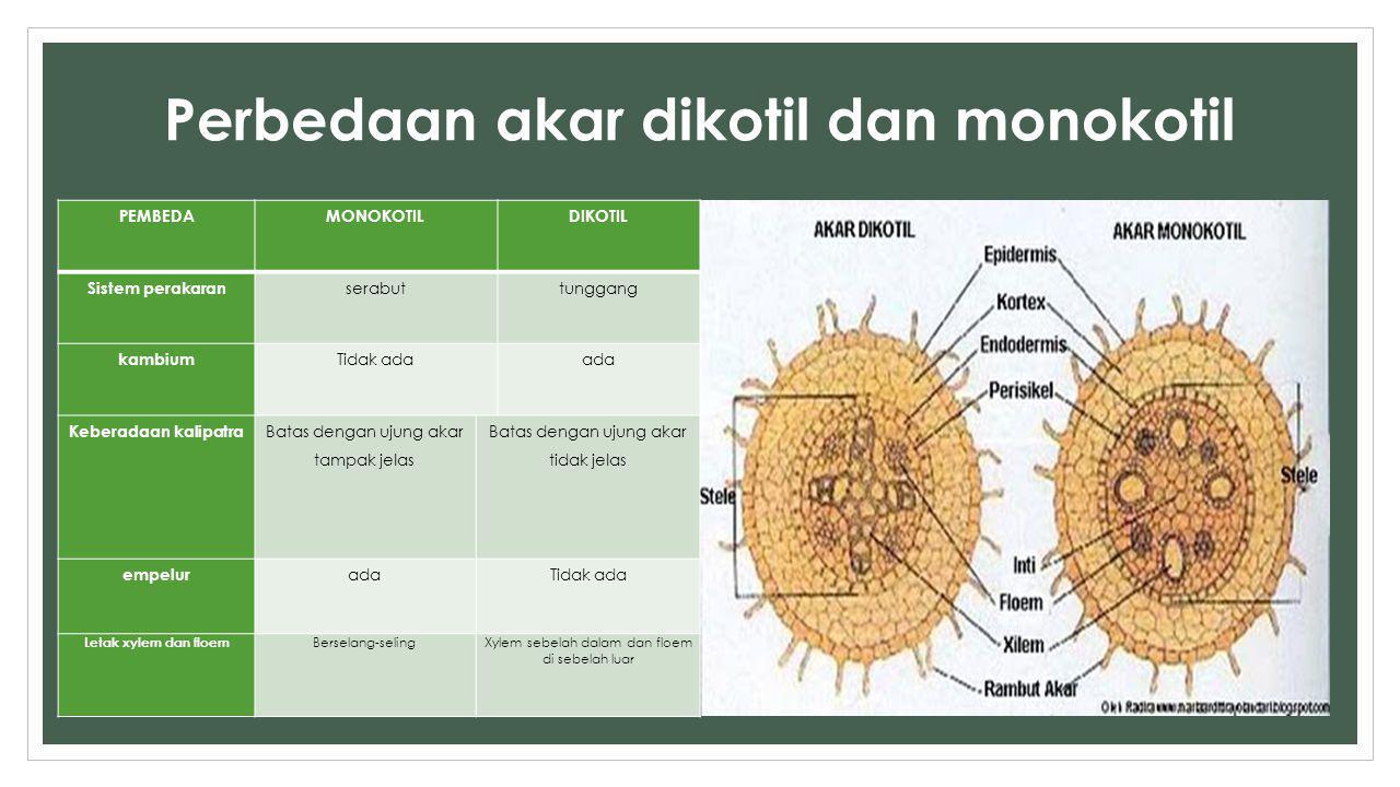 Detail Gambar Akar Tumbuhan Dikotil Dan Monokotil Nomer 26