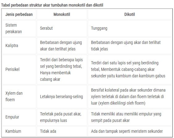 Detail Gambar Akar Tumbuhan Dikotil Dan Monokotil Nomer 35