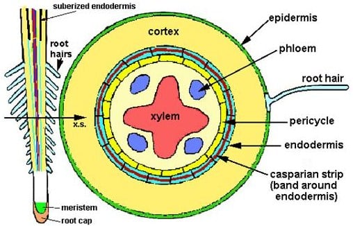 Detail Gambar Akar Tumbuhan Dikotil Dan Monokotil Nomer 37