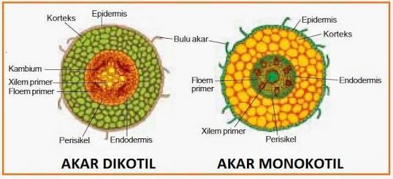 Detail Gambar Akar Tumbuhan Dikotil Dan Monokotil Nomer 5