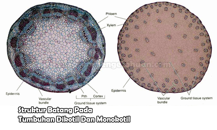 Detail Gambar Akar Tumbuhan Dikotil Dan Monokotil Nomer 39