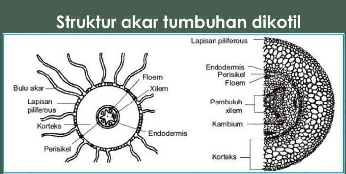 Detail Gambar Akar Tumbuhan Dikotil Dan Monokotil Nomer 40