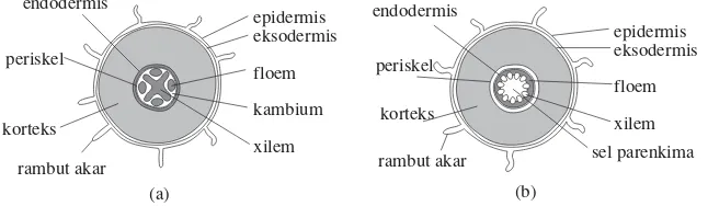 Detail Gambar Akar Tumbuhan Dikotil Dan Monokotil Nomer 42