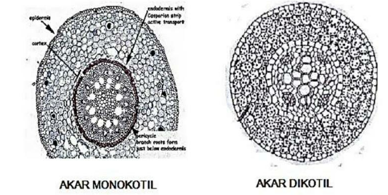 Detail Gambar Akar Tumbuhan Dikotil Dan Monokotil Nomer 43