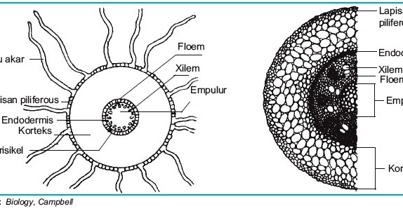 Detail Gambar Akar Tumbuhan Monokotil Nomer 3