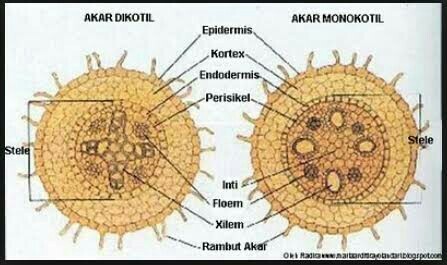 Detail Gambar Akar Tumbuhan Monokotil Nomer 22