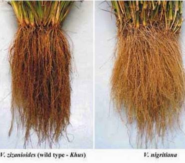 Detail Gambar Akar Tumbuhan Monokotil Nomer 26