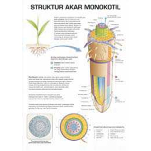 Detail Gambar Akar Tumbuhan Monokotil Nomer 31