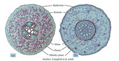 Detail Gambar Akar Tumbuhan Monokotil Nomer 33