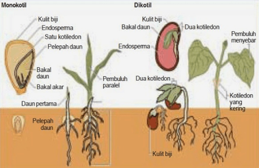 Detail Gambar Akar Tumbuhan Monokotil Dan Dikotil Nomer 17