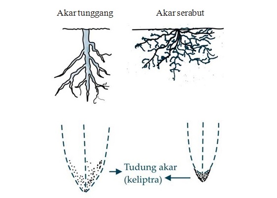 Detail Gambar Akar Tumbuhan Monokotil Dan Dikotil Nomer 31