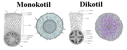 Detail Gambar Akar Tumbuhan Monokotil Dan Dikotil Nomer 8