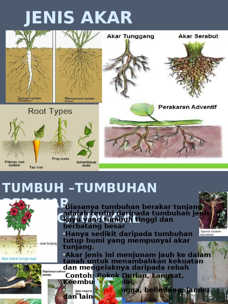 Detail Gambar Akar Tunggang Dan Akar Serabut Nomer 29