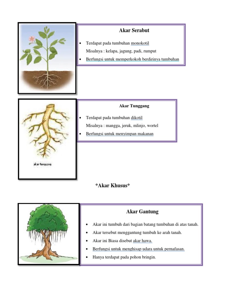 Detail Gambar Akar Tunggang Dan Akar Serabut Nomer 41