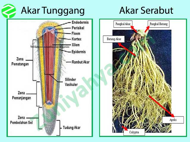 Detail Gambar Akar Tunggang Dan Serabut Nomer 38