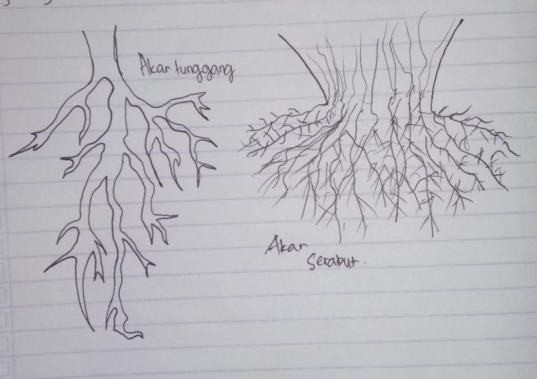 Detail Gambar Akar Tunggang Dan Serabut Nomer 8