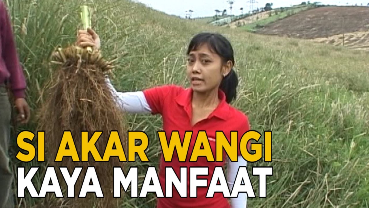 Detail Gambar Akar Wangi Nomer 10