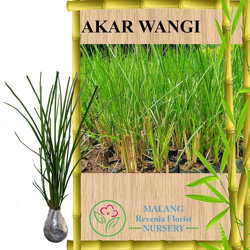 Detail Gambar Akar Wangi Nomer 29