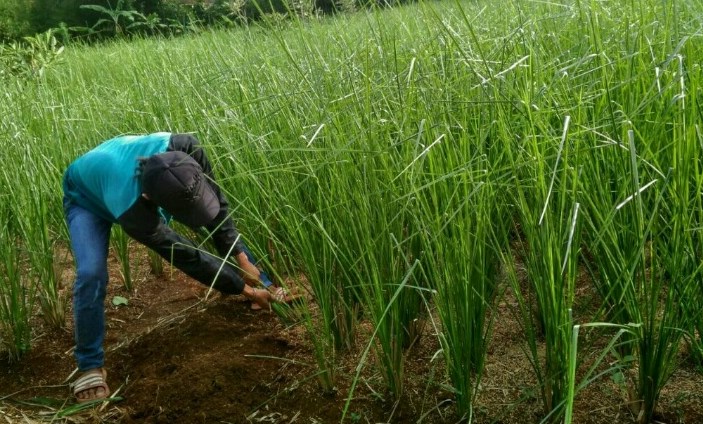 Detail Gambar Akar Wangi Nomer 32