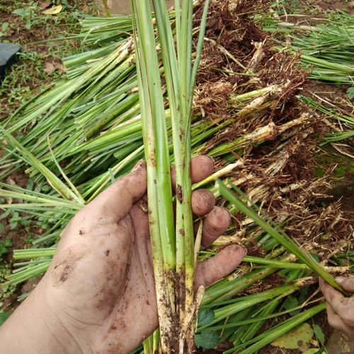 Detail Gambar Akar Wangi Nomer 37