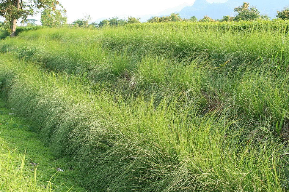Detail Gambar Akar Wangi Nomer 38