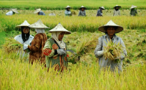 Gambar Aktivitas Penduduk Indonesia - KibrisPDR