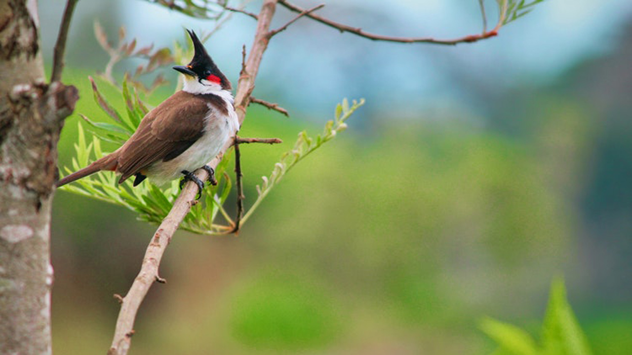 Detail Gambar Alam Flora Dan Fauna Nomer 35