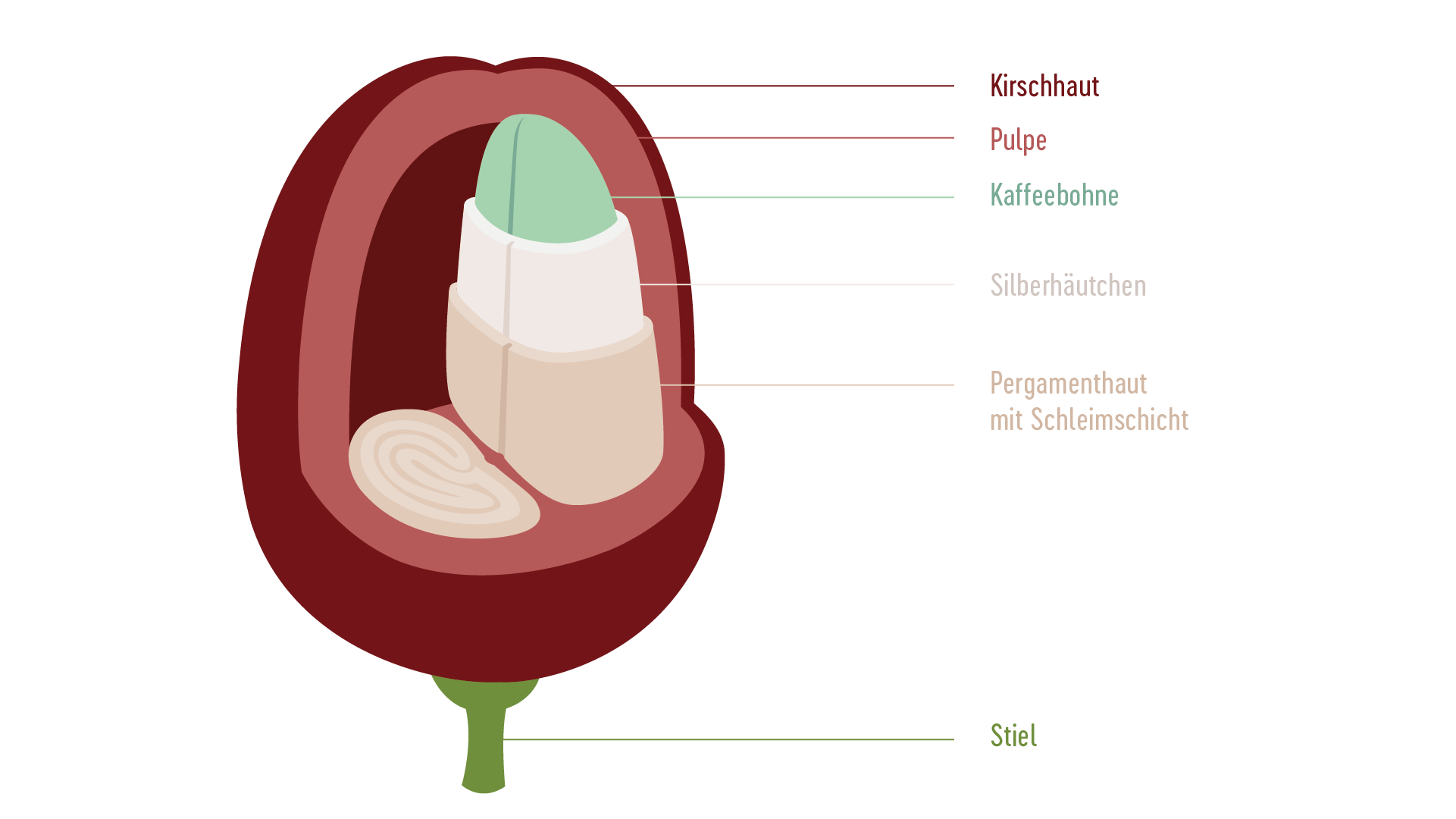 Detail Kaffeebohne Zeichnung Nomer 17