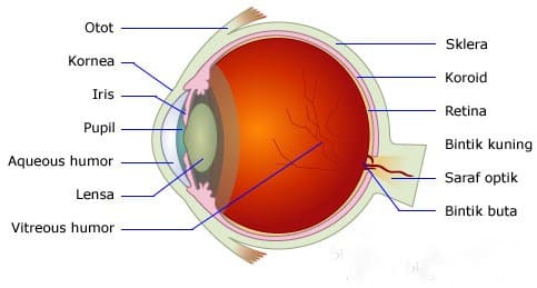 Detail Gambar Alat Alat Optik Nomer 13