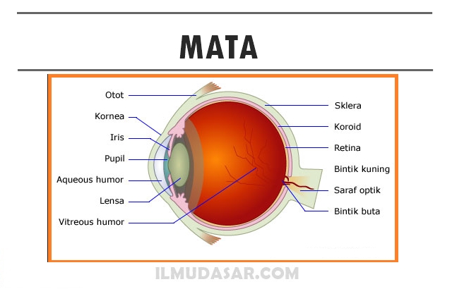 Detail Gambar Alat Alat Optik Nomer 20