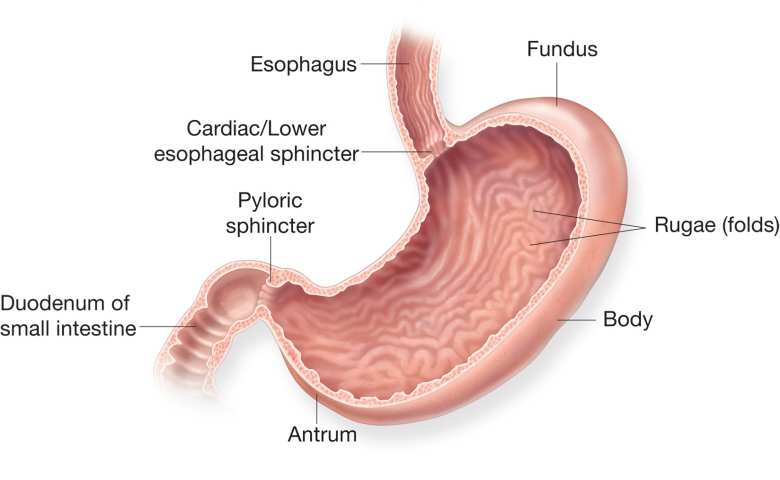 Detail Gambar Alat Alat Pencernaan Nomer 56