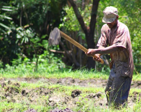 Detail Gambar Alat Alat Pertanian Tradisional Nomer 19