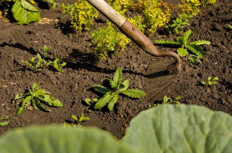 Detail Gambar Alat Berkebun Nomer 52