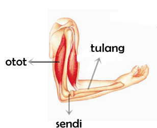 Detail Gambar Alat Gerak Nomer 17