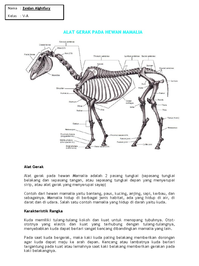 Detail Gambar Alat Gerak Nomer 18