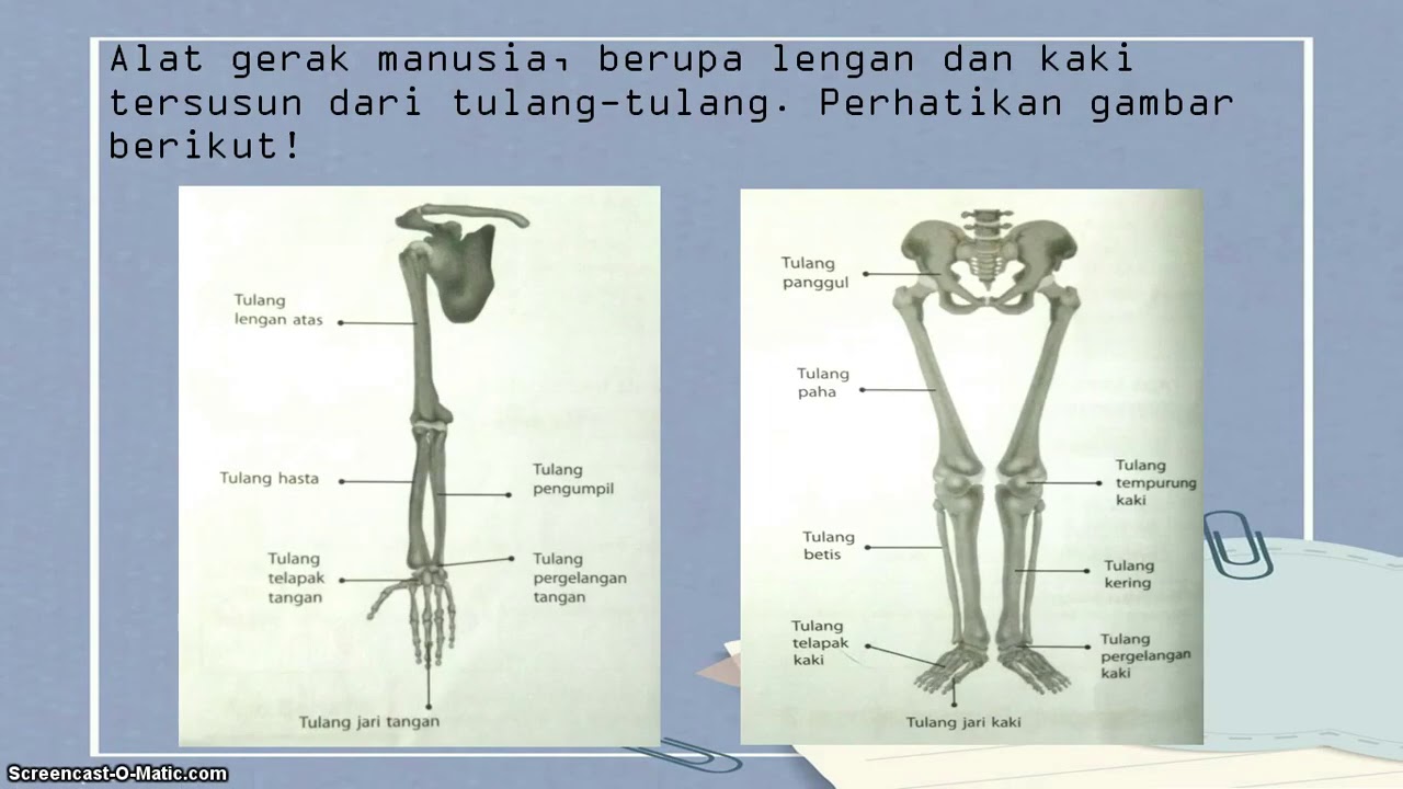 Detail Gambar Alat Gerak Nomer 26