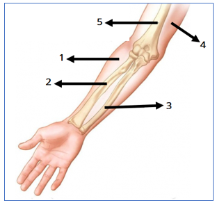 Detail Gambar Alat Gerak Nomer 41