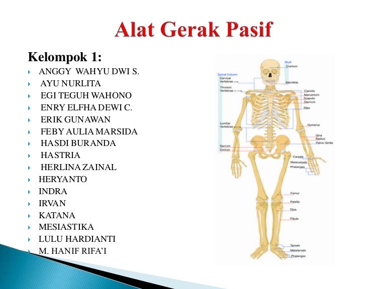 Detail Gambar Alat Gerak Nomer 10