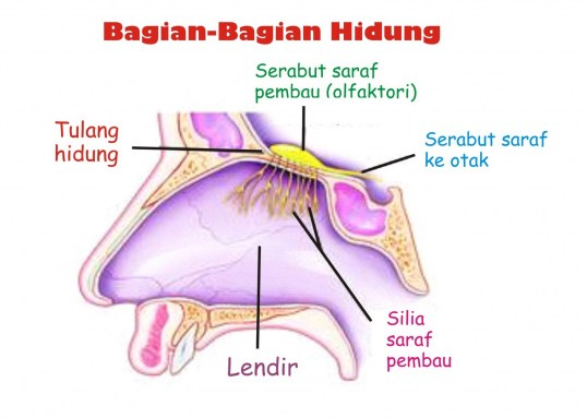 Detail Gambar Alat Indra Besrta Keterangan Nya Nomer 14