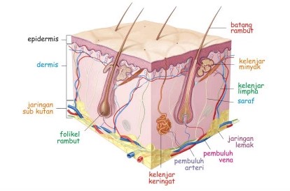 Detail Gambar Alat Indra Besrta Keterangan Nya Nomer 24