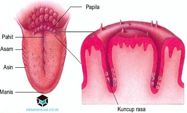 Detail Gambar Alat Indra Besrta Keterangan Nya Nomer 52