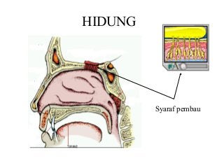 Detail Gambar Alat Indra Hidung Nomer 48