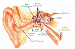 Detail Gambar Alat Indra Pendengaran Nomer 2