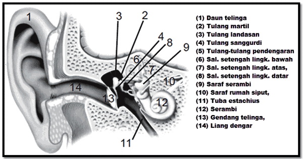 Detail Gambar Alat Indra Pendengaran Nomer 14