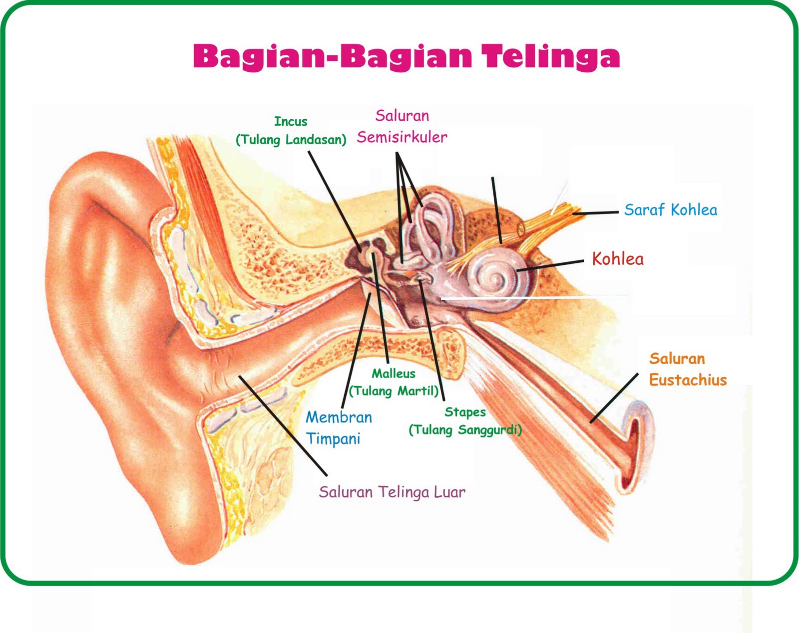 Detail Gambar Alat Indra Pendengaran Nomer 15