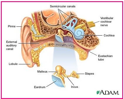 Detail Gambar Alat Indra Pendengaran Nomer 25